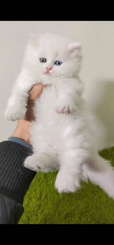 Quality Persian Punch face cat & kitten is 03233614642 WhatsApp
