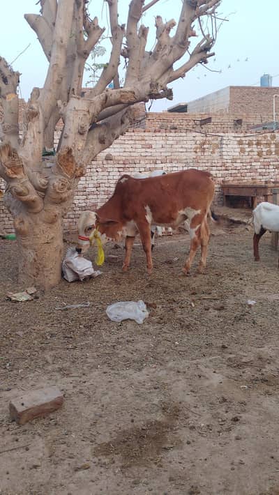 بچھڑا برائے فروخت