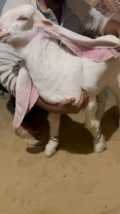 Pure Gulabi Male and Gulabi cross female Kid