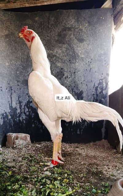 White Shamu's Pair for sale Super Vvip quality