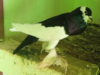 megpai pouter Nd cocktail