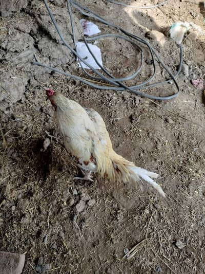 pure mianwali bird bohat hi acha