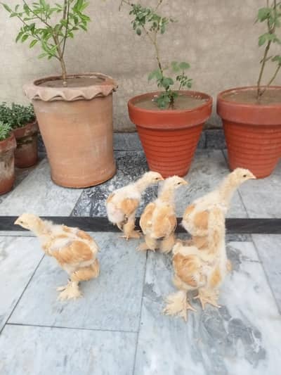 white/Black/Golden heavy Cochin