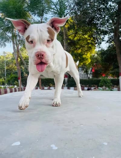 American bully