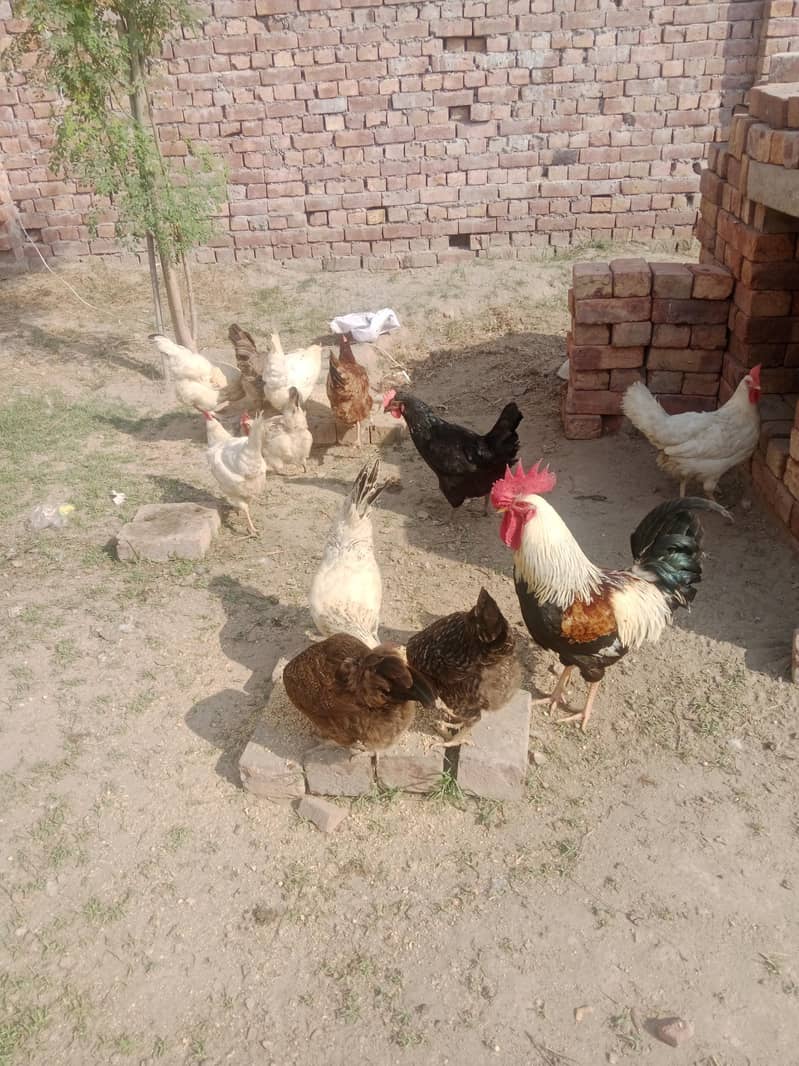 دیسی مرغیاں اور بہترین کوالٹی اور انڈے دیتی ہیں 0