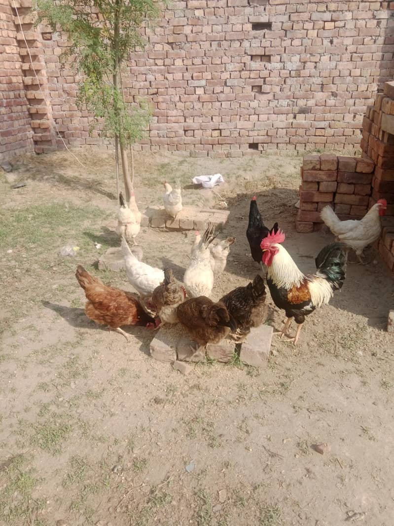 دیسی مرغیاں اور بہترین کوالٹی اور انڈے دیتی ہیں 1