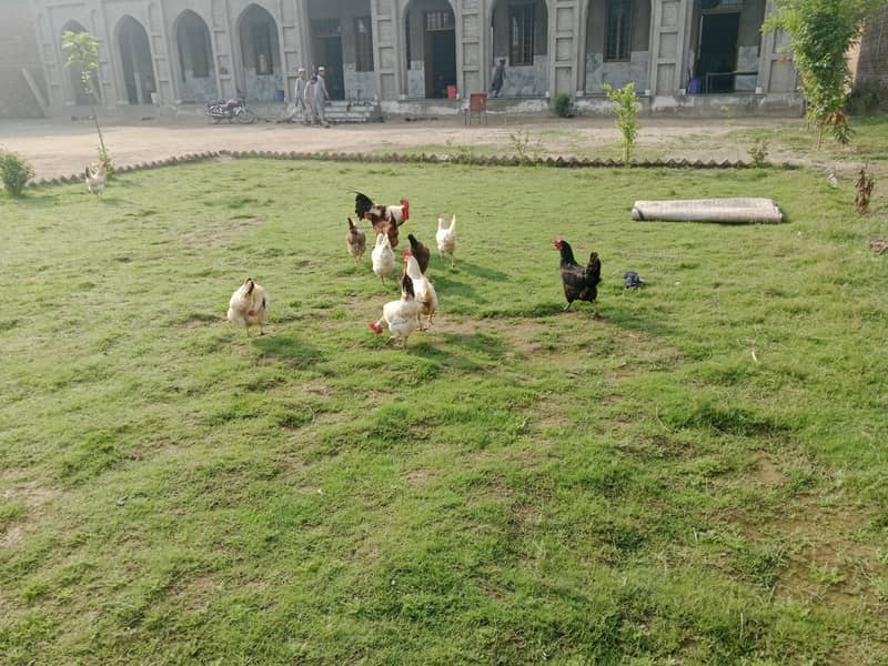 دیسی مرغیاں اور بہترین کوالٹی اور انڈے دیتی ہیں 2