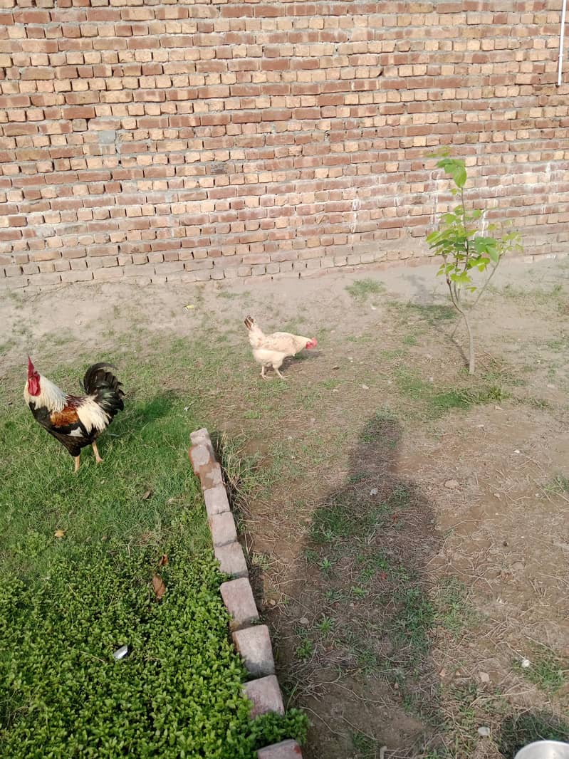 دیسی مرغیاں اور بہترین کوالٹی اور انڈے دیتی ہیں 5
