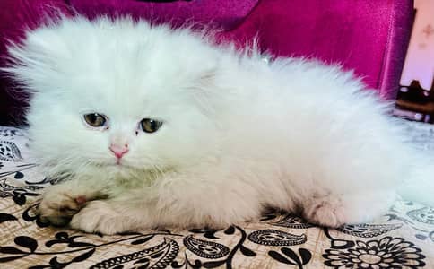 Persian Triple Coat kittens Odd eyes