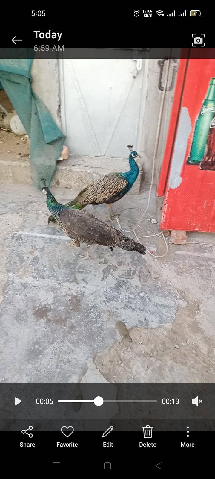 peacock 2