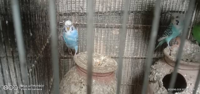 cocktail king or under size budgie