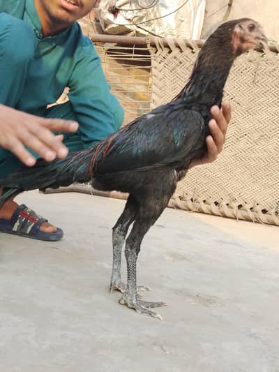 pure dragon patha for sale 03316427993 WhatsApp number