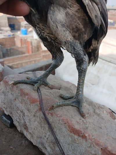 Blue Dragon bird and eggs
