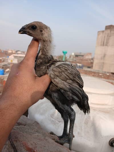 Blue Dragon chicks and eggs