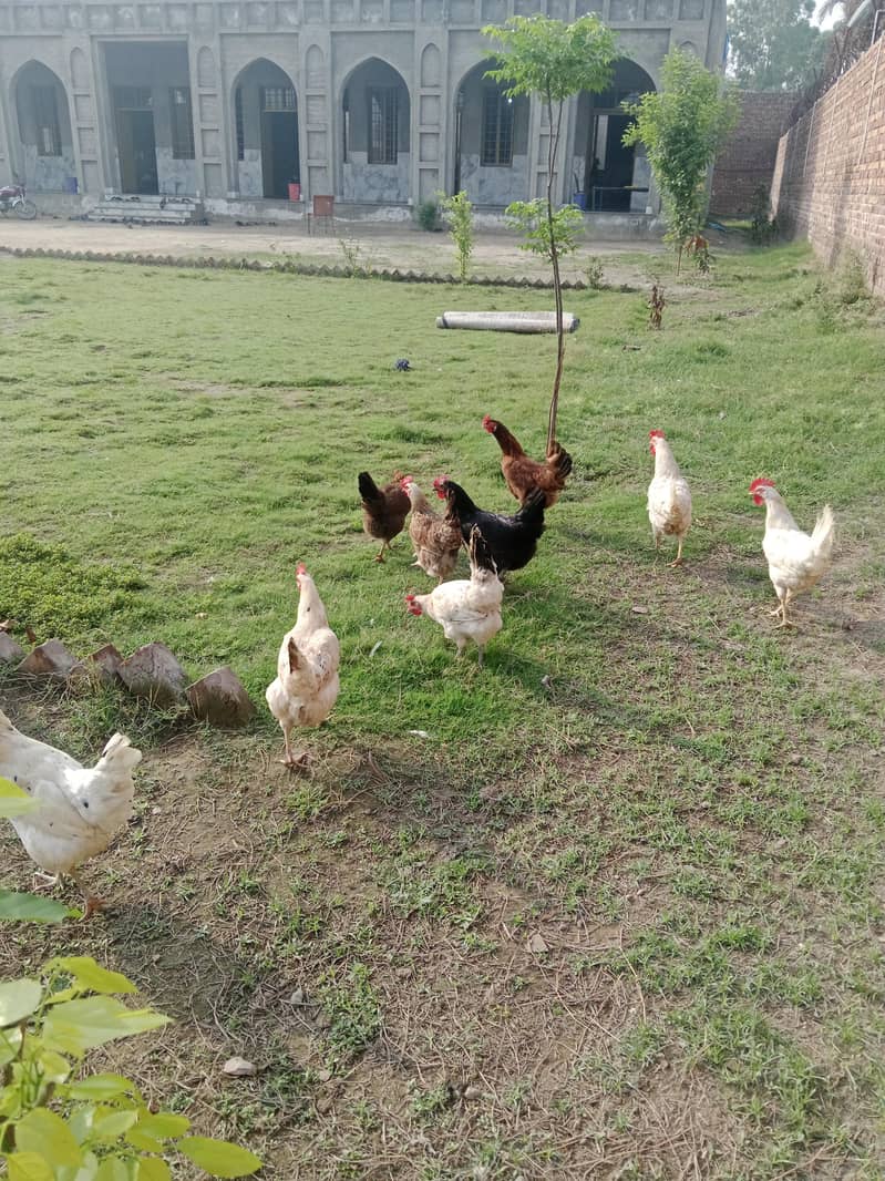 گھر کی مرغیاں بہترین کوالٹی اور انڈے دیتی ہیں 0