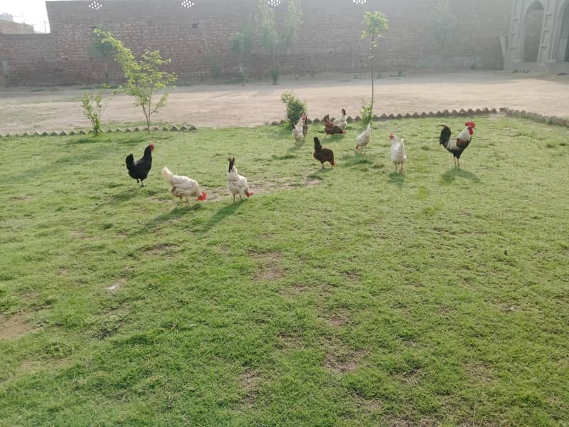گھر کی مرغیاں بہترین کوالٹی اور انڈے دیتی ہیں 2