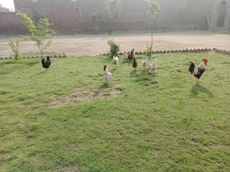 گھر کی مرغیاں بہترین کوالٹی اور انڈے دیتی ہیں 4