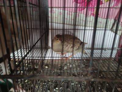 1 Dakhni female teetar and 1 pair irani for sale in Kabirwala city