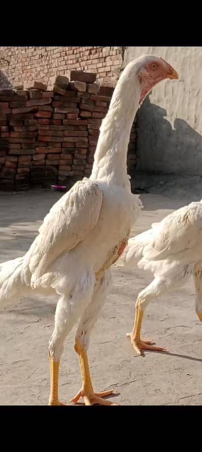 white shamo trio set