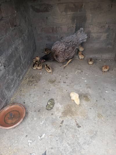 platy murgi and bache 14 for sale 03097517519