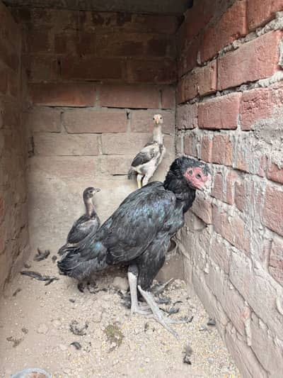 aseel murghi with 2 choza