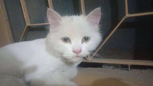 dudh vagaira piti hai