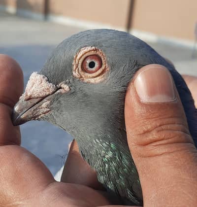 qasid male top quality o333:::8482008:::