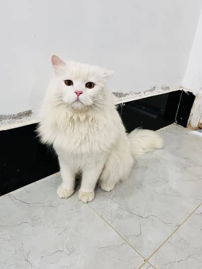 persion cat