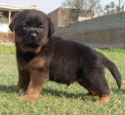 German Shepherd puppies for sale
