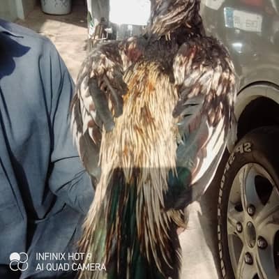 Aseel jawa urgent sel