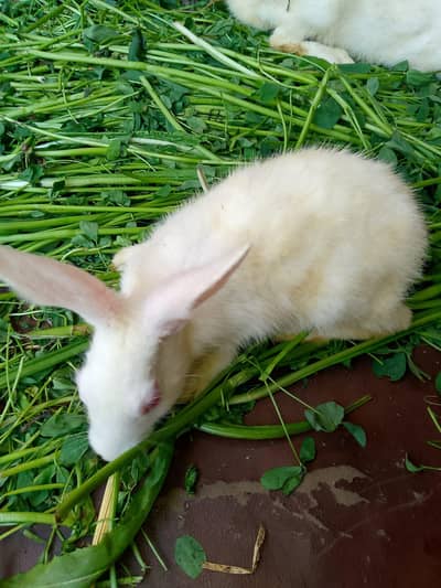 rabbit male for sale adult
