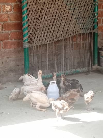 Shamo dragon chick's available