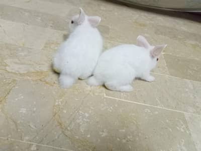rabbits bunnies for sell