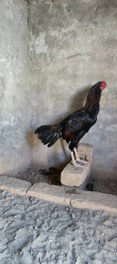 Aseel jora urgent sale