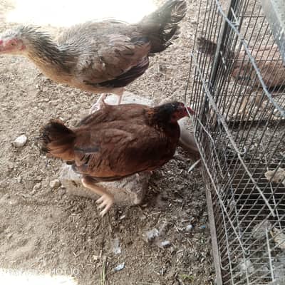 egg selling Desi mesri kA ande