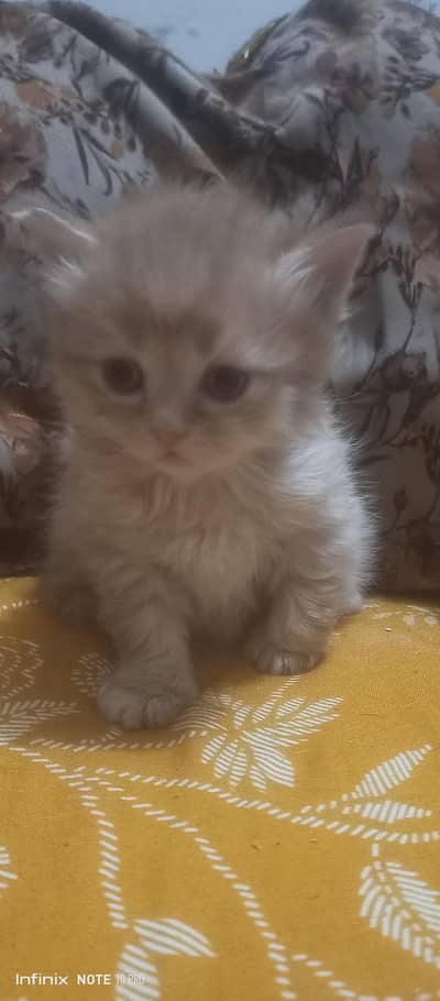 Persian kittens triple coated