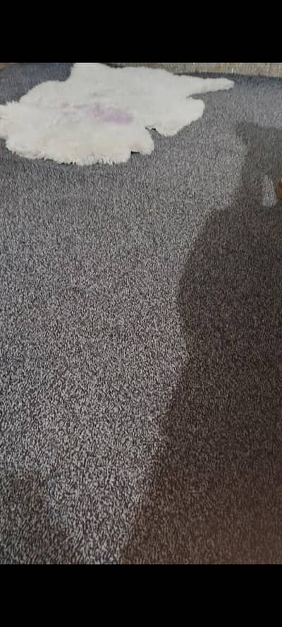 Like New Premium Smoke Grey Carpet – Just Need Wash