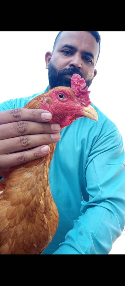 pela zarela sindhi aseel