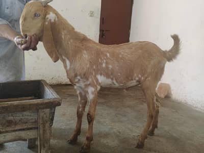Makhi Cheena Bakra