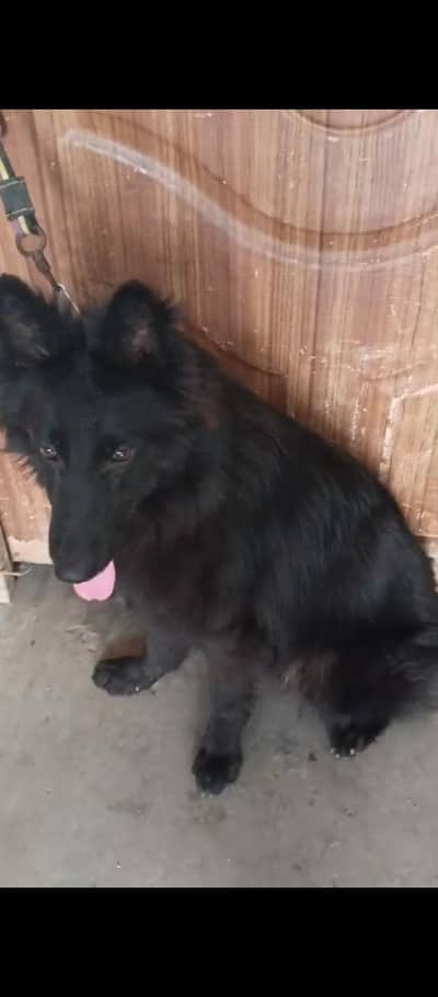 black German shepherd male for sale