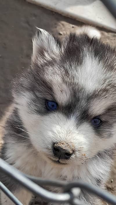 pure husky pair for sale