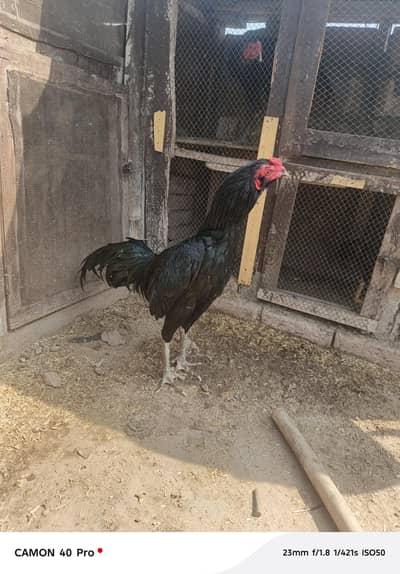 Thai Aseel Jet Black