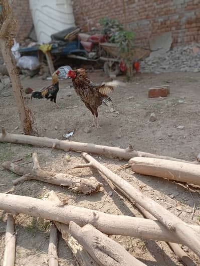 Pure aseel nasali murga