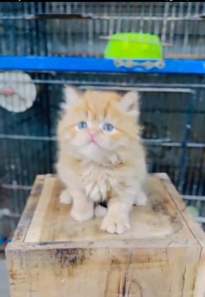 Persian Cats & Kittens for Sale may WhatsApp 03126762031