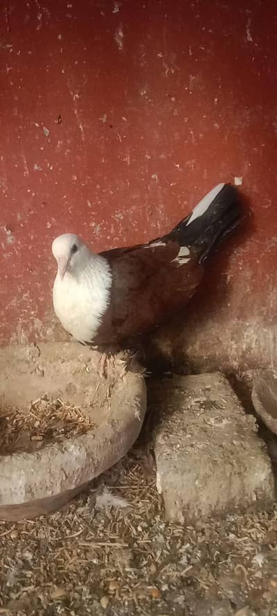 krblai swallow albino lovebird pigeons & parrots for sale