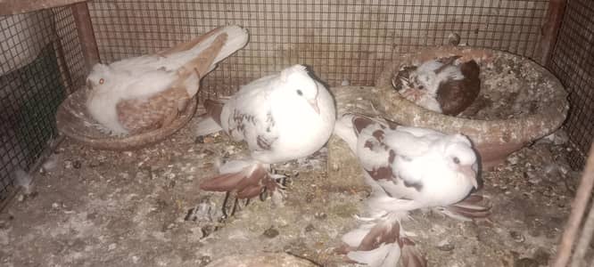 krblai swallow albino lovebird pigeons & parrots for sale