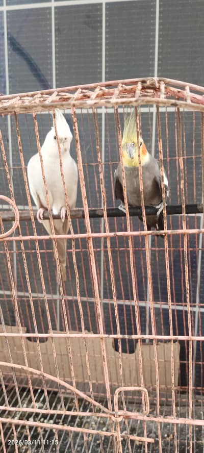 2 Cocktails Birds both male