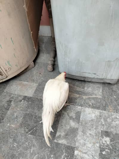 Paper white heera aseel patha