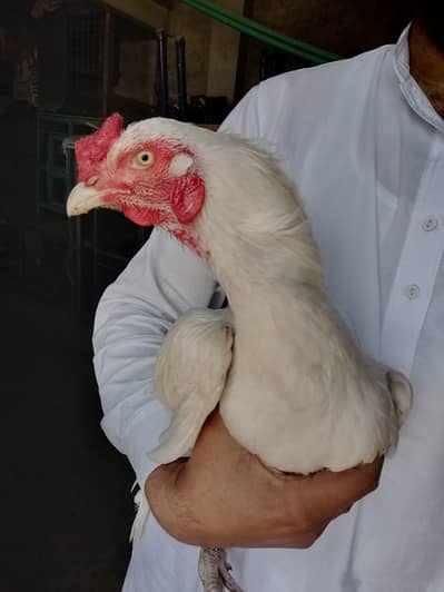 Heera aseel patha sale & exchange