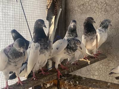 15 peigon high flyer